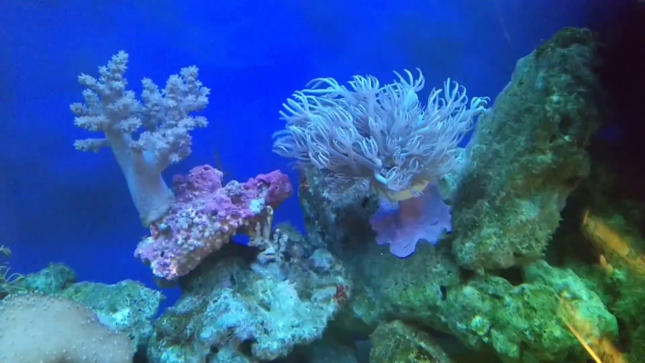 ウミアザミ群体、ウスコモングリーン、ライブロック活着 - ウミアザミ