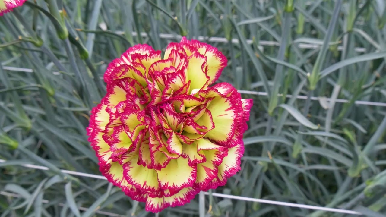 花 花音 花音♬ 花音♬ カード検索 ｜ Z/X - Zillions of enemy X - ゼクス