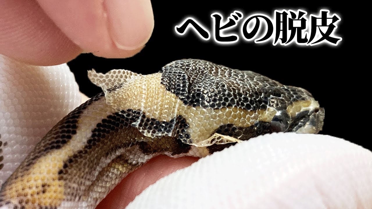 脱皮中のヘビを観察してみよう｜ボールパイソン飼育 | ボールパイソン