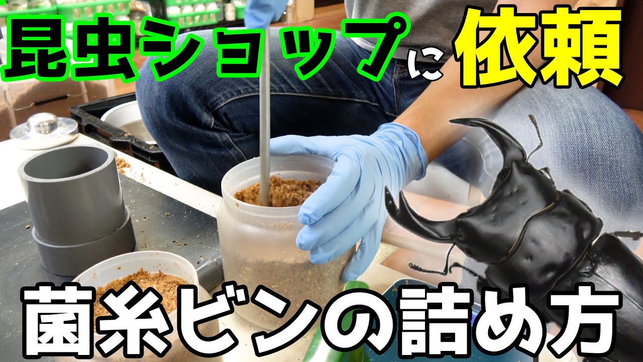 EXCEED CRAFTのLEVIN-G菌糸ブロック3500を800ccの菌糸瓶に詰める