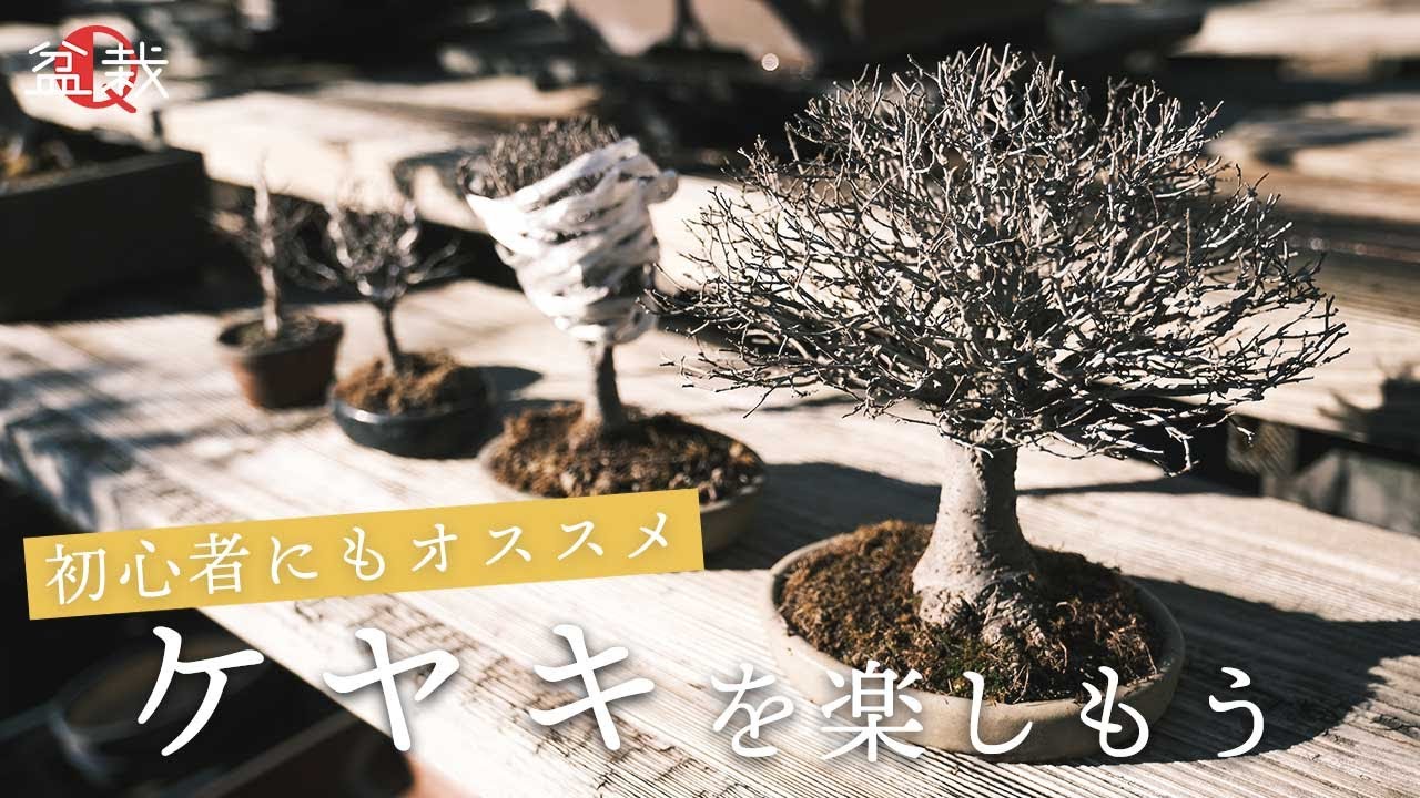Keyaki] Recommended for beginners! 4 kinds of zelkova care [Bonsai