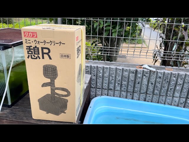 錦鯉と鮒尾和金の濾過を考える【タカラ工業さん】 - YouTube