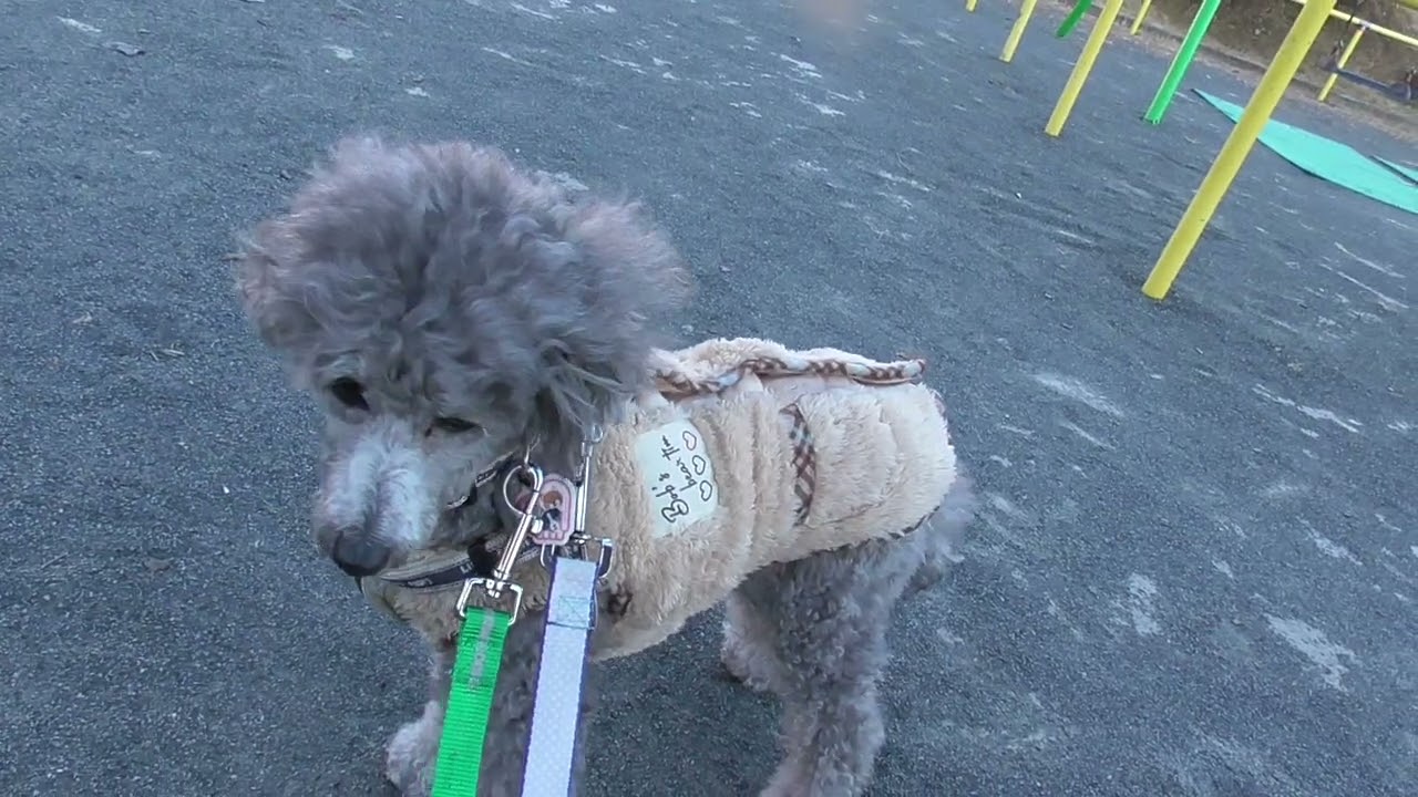 豆柴1号さま専用 豆柴1号さま専用 child_img_1_6316f1bd7b48.jpg