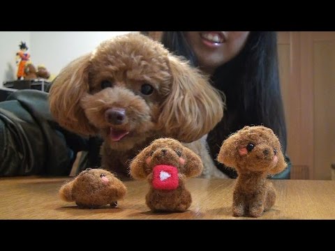 羊毛フェルト 毛糸 トイプードル（遊んだ後のリラックスタイム