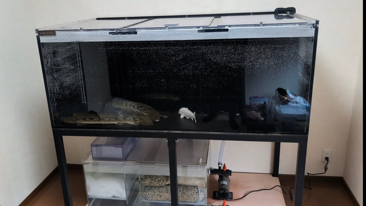 カンテツ製1500✕900✕600水槽を紹介！こだわりの大型ポリプテルスを