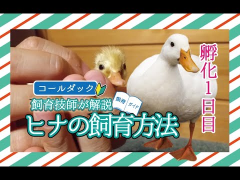 ☆【アヒル・コールダック飼育繁殖·ヒナ向け】4kg ＋BC-6∶4kg