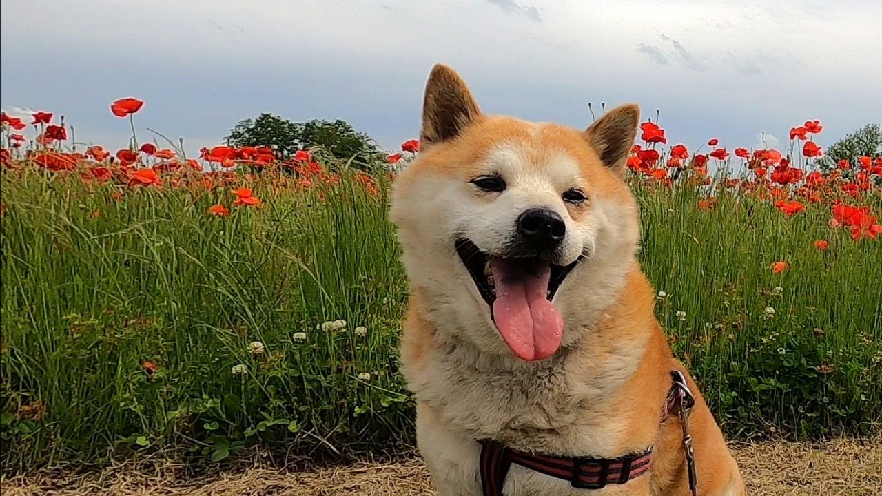 Natural Monuments 柴犬 SP0003 INVASION 希少 Natural Monuments 柴犬