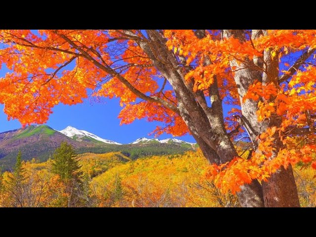 4K映像 絶景紅葉「秋の乗鞍高原Ⅱ 大カエデ」標高1,500m 10月下旬
