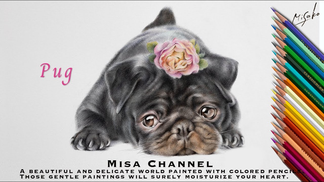 色鉛筆で愛嬌たっぷり♡遊ぶの大好きな黒パグちゃんを描きました