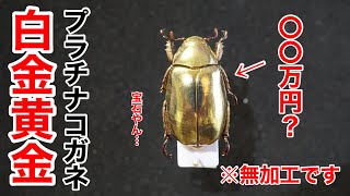 ゆるゆる昆虫標本紹介】コスタリカのコガネムシが黄金に輝いて美し