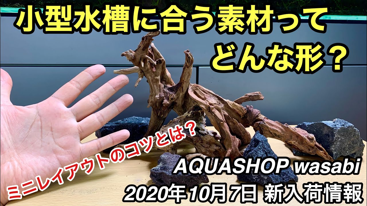 小型水槽の流木の選び方 AQUASHOP wasabi2020年10月7日新入荷
