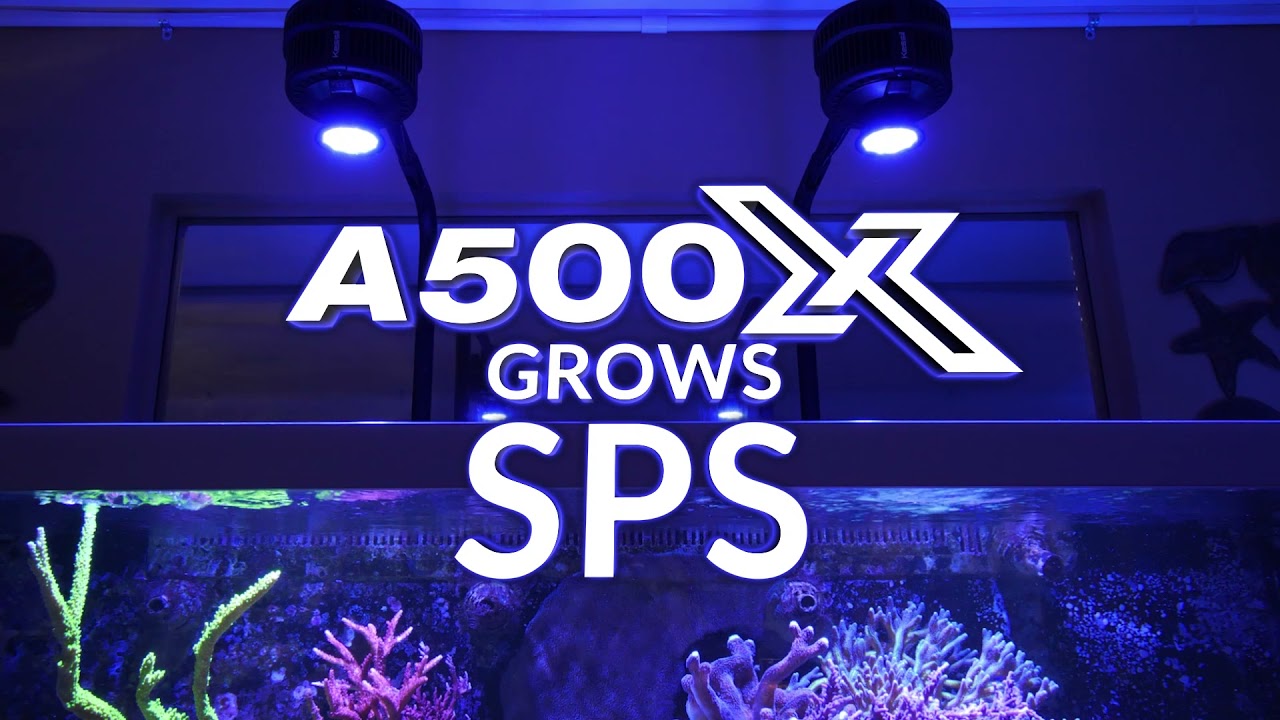 Kessil A500X Tuna Blue - YouTube