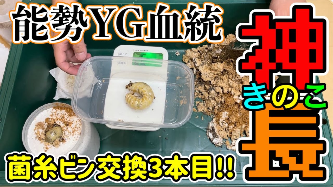 オオクワガタ】神長きのこ園 S8カンタケ菌糸ビン交換3本目!! - YouTube