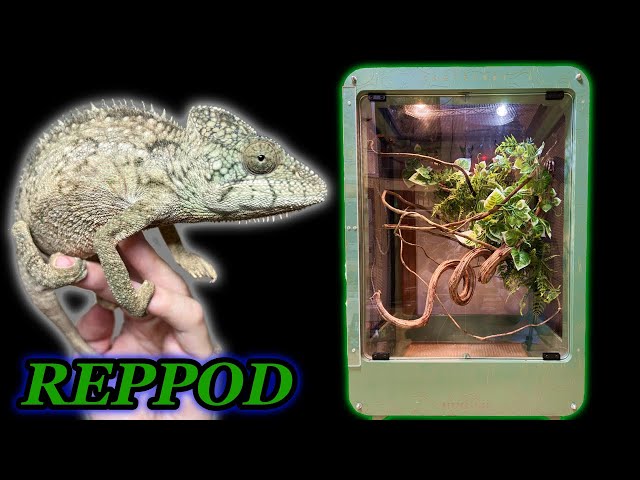 Keep a giant chameleon in a special order cage. - YouTube