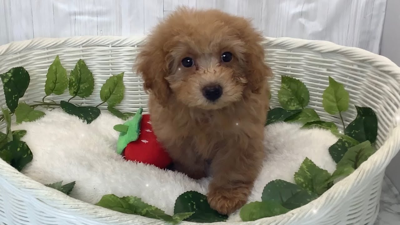 トイプードル♂2601D0086 - YouTube