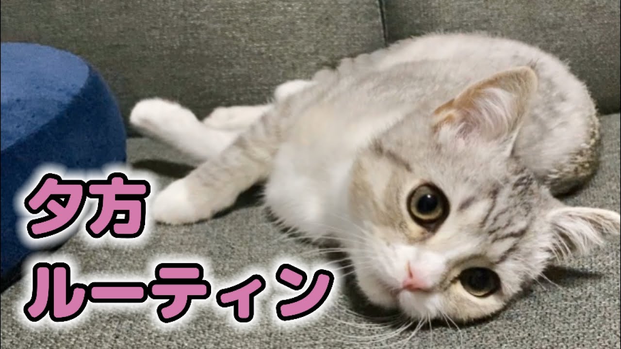 うちの子猫の夕方ルーティンがこちらです笑【スコティッシュフォールド