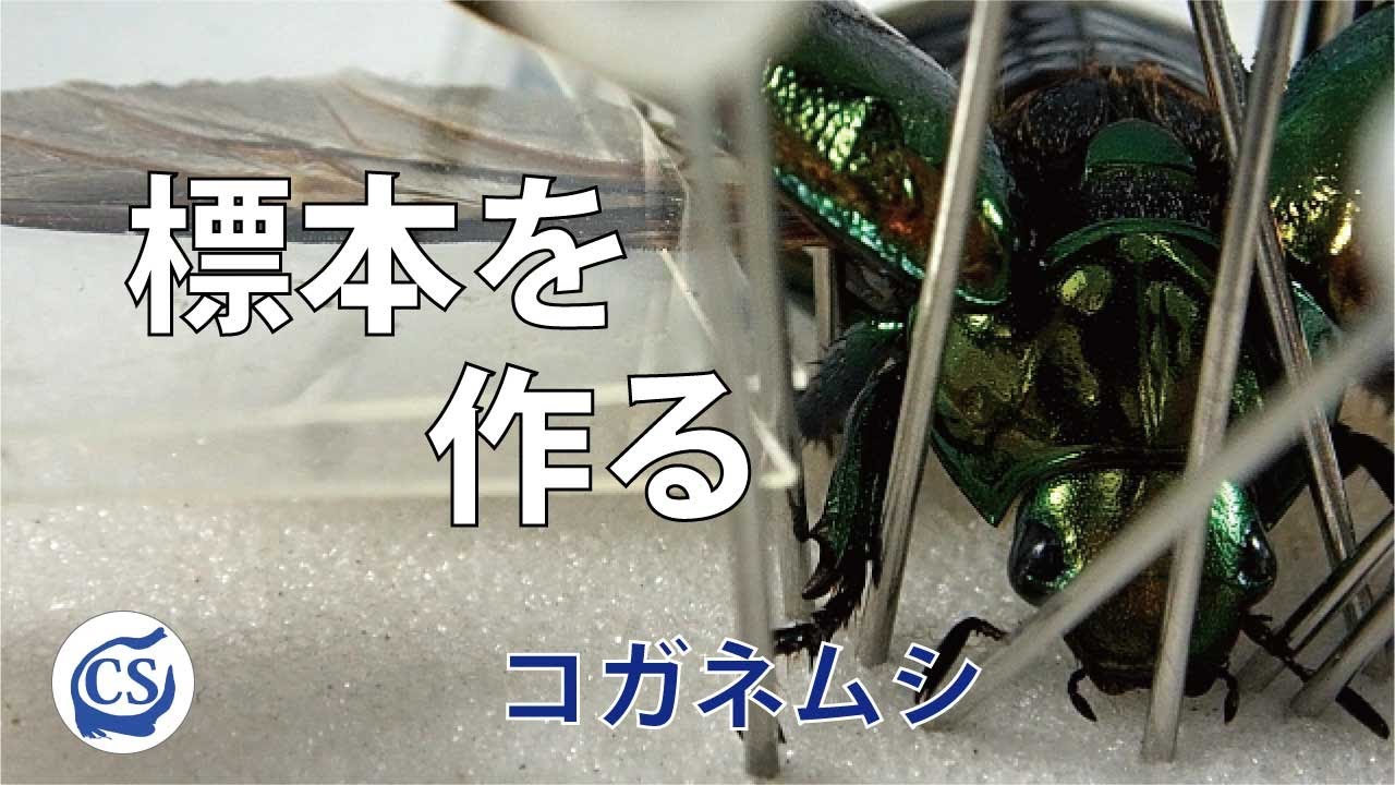 土曜日まで限定セール 昆虫標本 コガネムシ 土曜日まで限定セール 昆虫