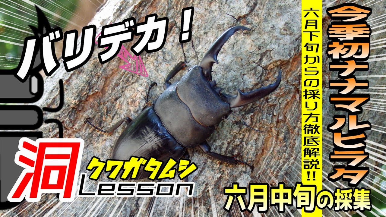 く*ま様 オオクワガタWD 樹液採集個体68㎜ WD/野外品オオクワガタ