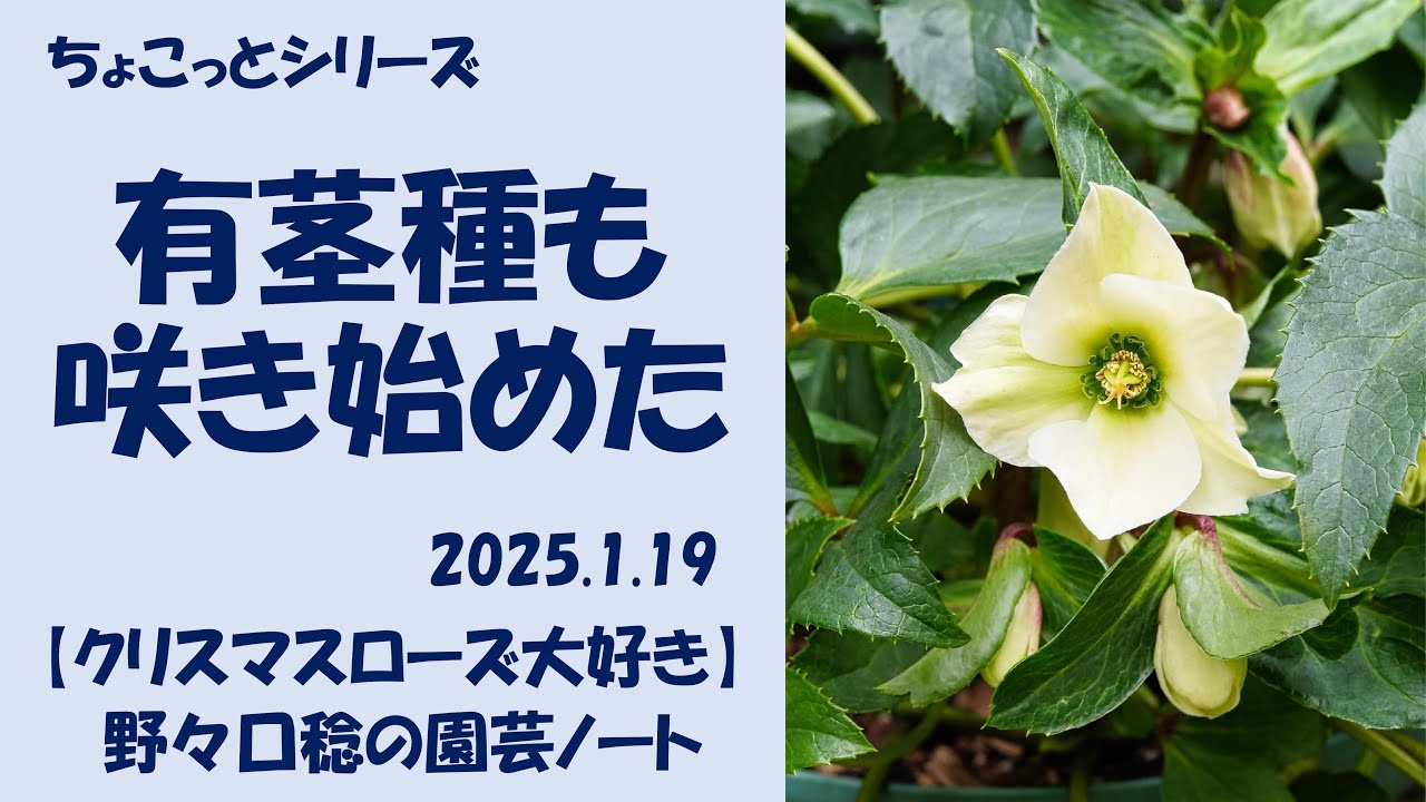 2025.1.19 有茎種も咲き始めた - YouTube