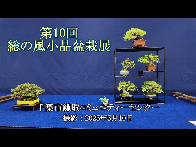 第10回総の風小品盆栽展 = 主催：方丈庵小品盆栽同好会 = [4K] The
