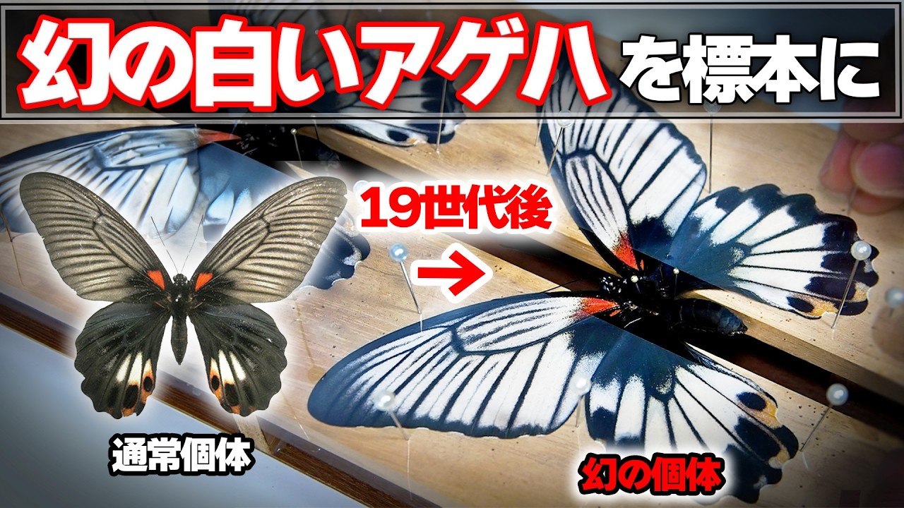 人工交配で再現された