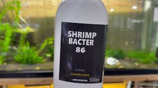 86の日】＃バクテリア＃シュリンプバクター86#アクアリウム
