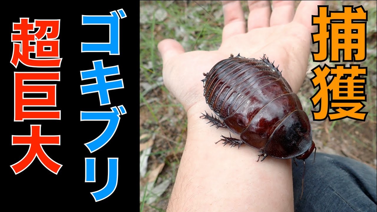 オーストラリア産 モグラゴキブリ 67mm オーストラリア産 モグラ