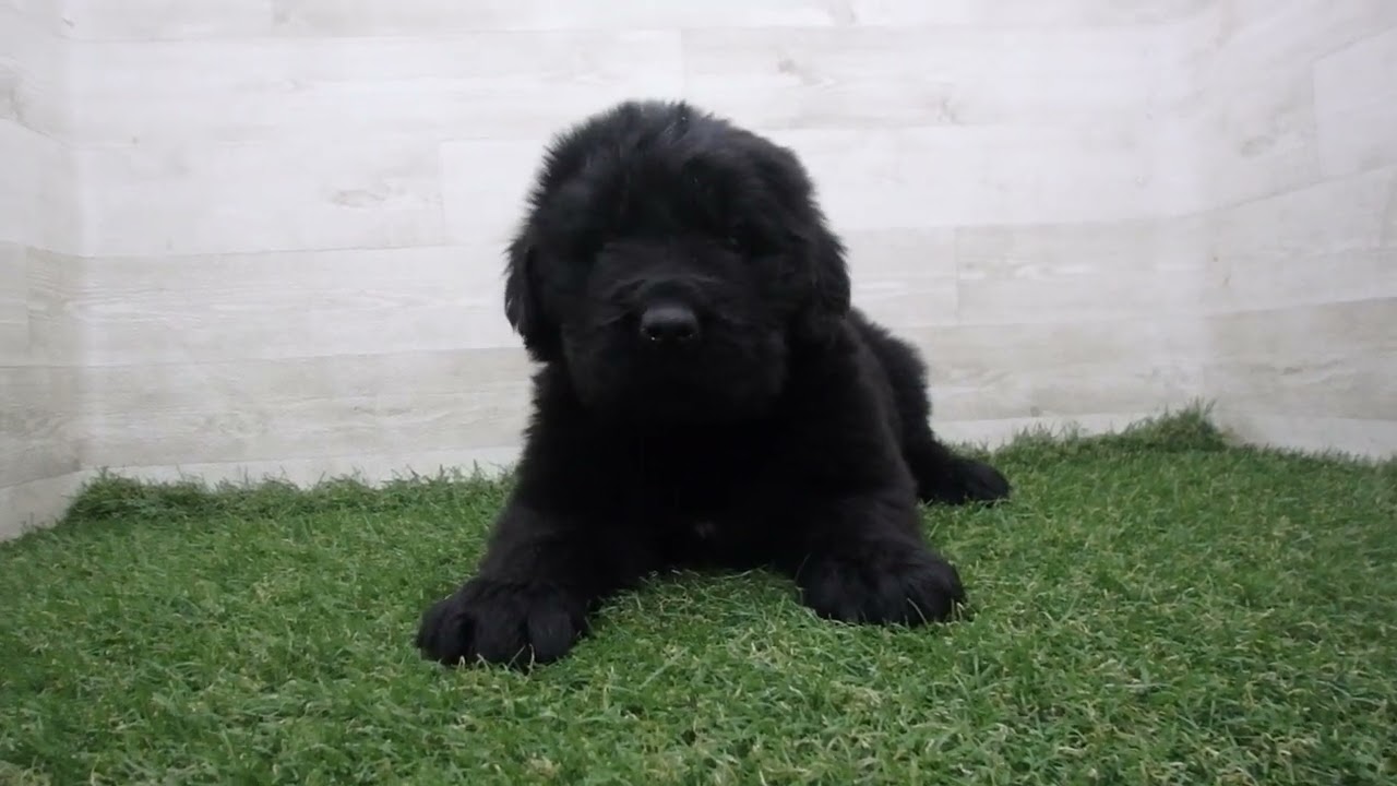 ニューファンドランド（親子）【犬】ユージン ニューファンドランド