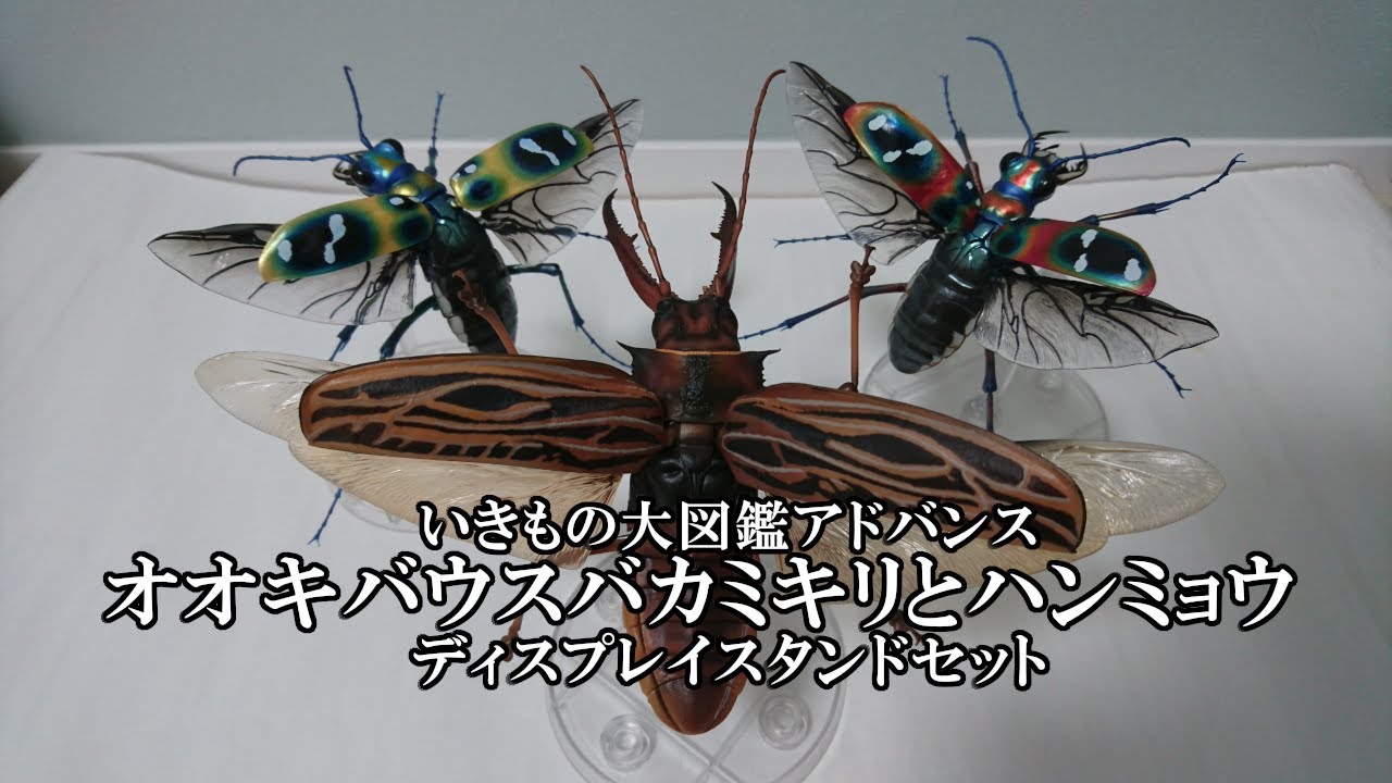 めっちゃデカイカミキリがかっこいい「オオキバウスバカミキリと