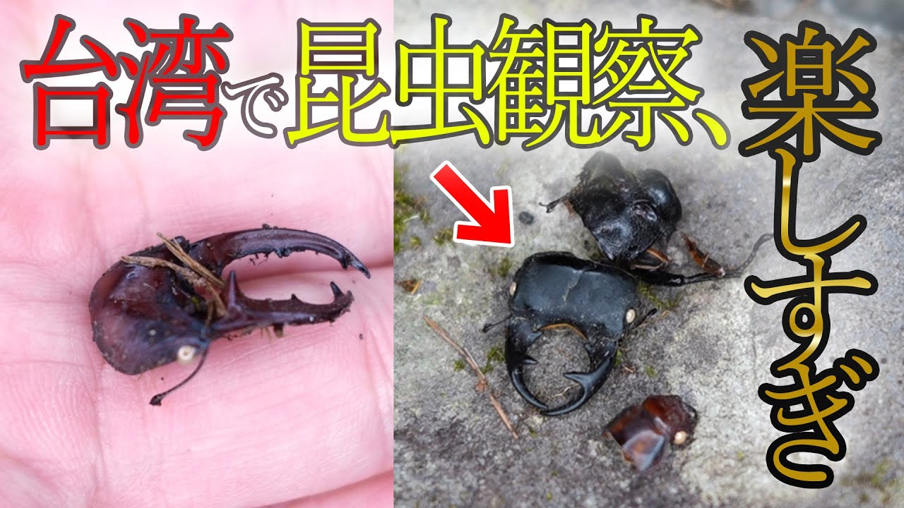 海外標本｜インドネシア産 クワガタムシ 標本（原個体・野外採集