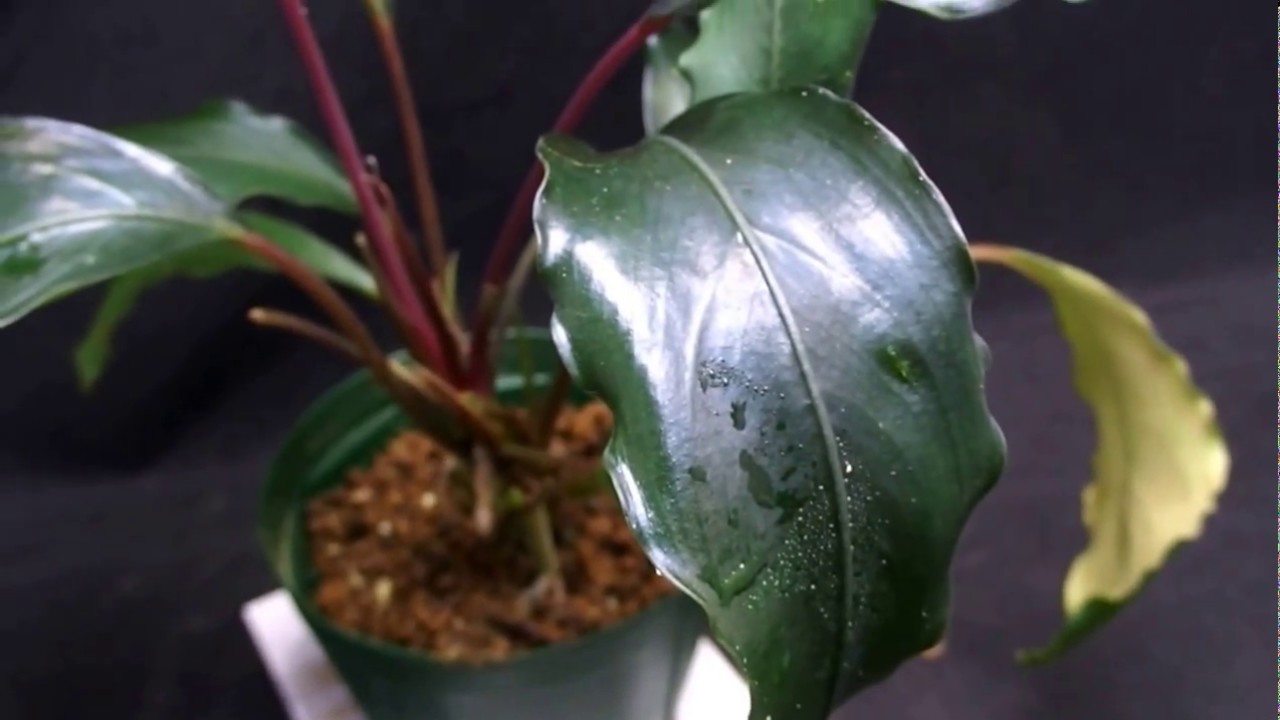 Bucephalandra akantha Entikong kab. Sanggau (ブセファランドラ