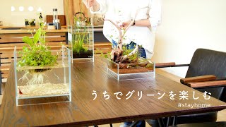 DOOA NEO GLASS AIR W30xD30xH45cm w/6mm glass – Aqua Forest Aquarium