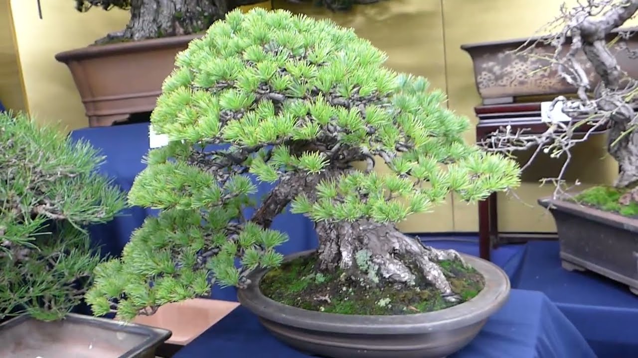 国風盆栽展（2024.02）に伴う盆栽展示即売会 - YouTube