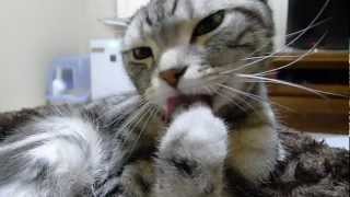 猫の洗顔&前足のお手入れ - YouTube