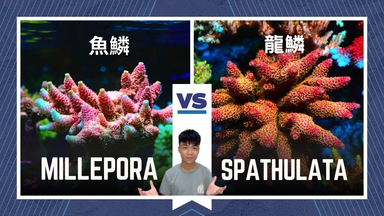 SPS 7種類 SPS 7種類 サンゴ 海水水槽SPSの入門種 チヂミウスコモンサンゴ