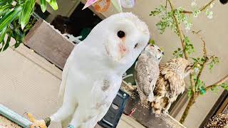 0歳児から楽しめる猛禽類カフェが7月1日で1周年！ 特別企画フクロウ