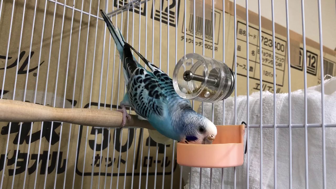 DearBird】フォージングスピン～小型の鳥さん向け～｜Bird's Grooming Shop