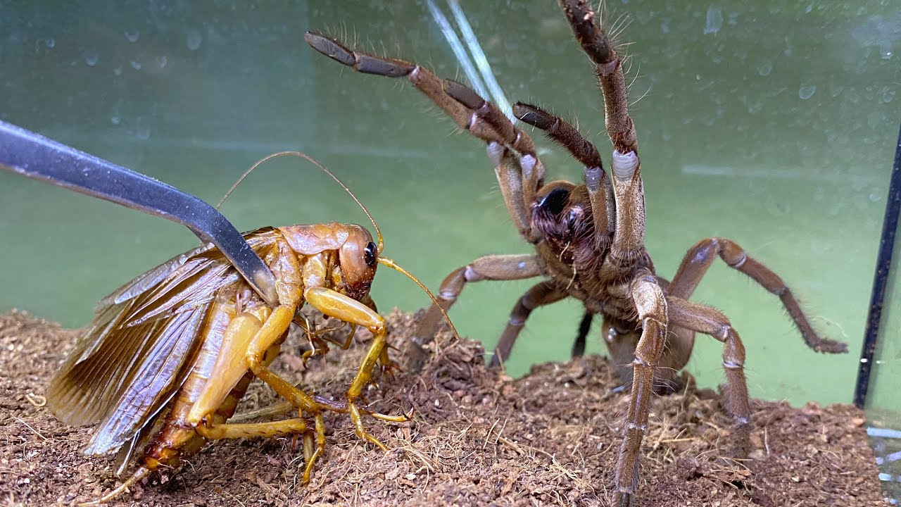Give a sia ferox to a giant tarantula - YouTube