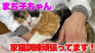 人馴れ訓練】元野良猫出身の三毛猫さんを保護して約3ヶ月【Rescued cat