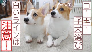 注意⚠️コーギー子犬の選び方】パピー期に注目すべき箇所！パピー期の
