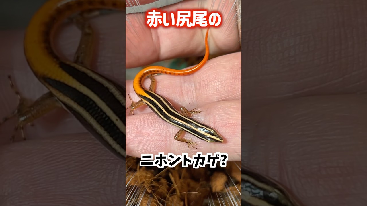 A Japanese grass lizard with a red tail!? #reptiles #shorts