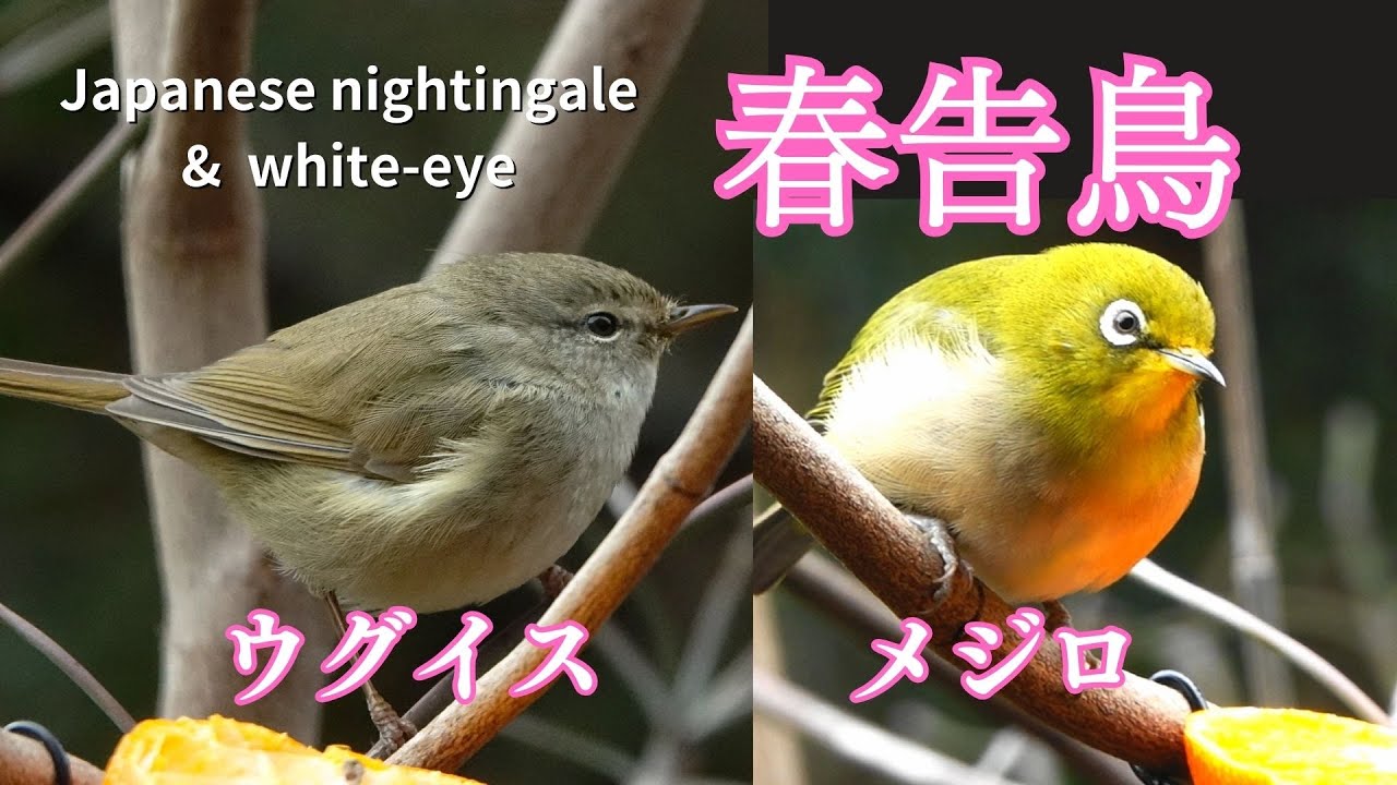 ウグイス、ホウジロ、メジロ用品