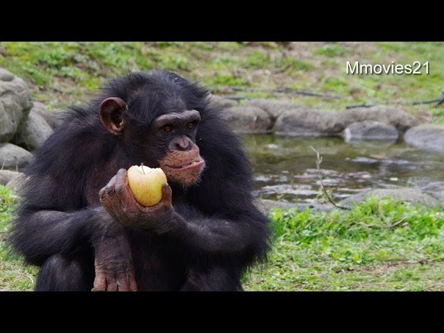 竹の棒を使って果物ゲット！チンパンジー(大森山動物園 まんまタイム