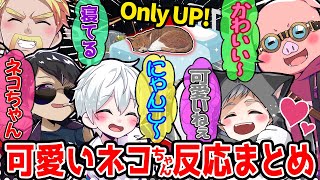 ネコ😸を見るとつい話しかけてしまうメンバー達が可愛すぎたw【ドズル