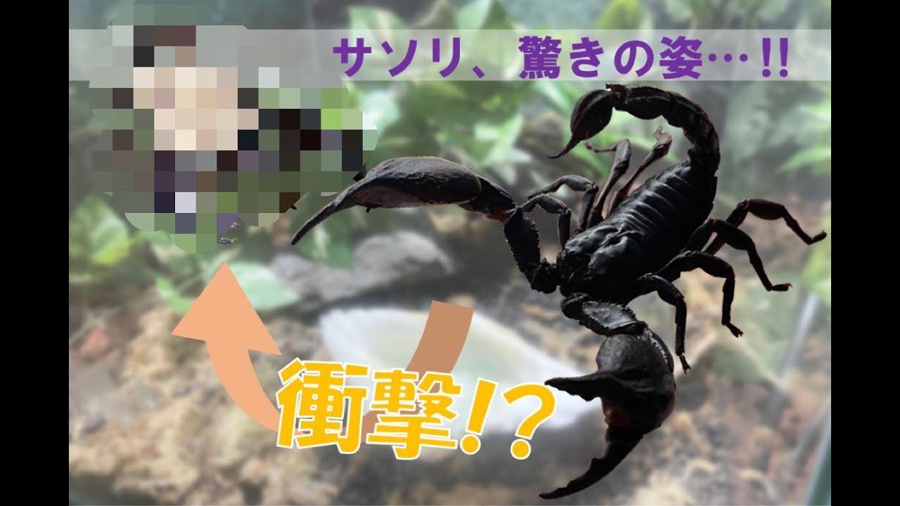 驚愕】サソリ爆産！？背中の上でうごめく白い物体… / Scorpion