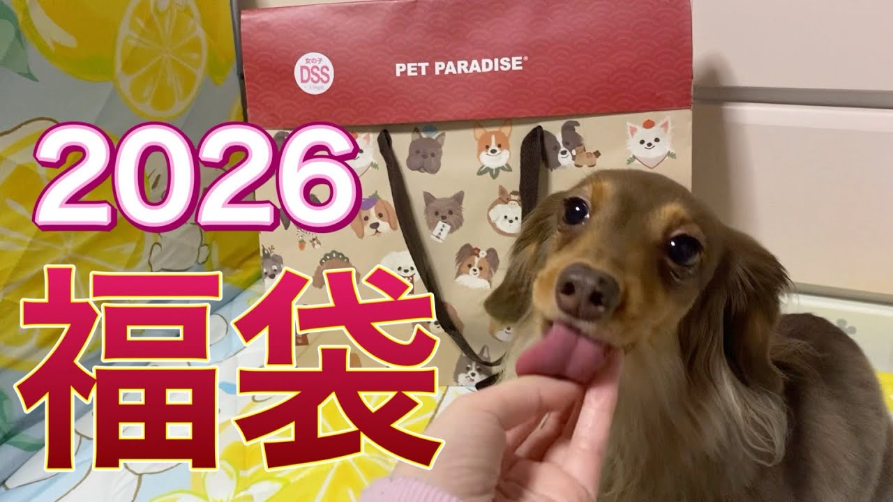 2026年PET PARADISE福袋 女の子DS 未開封 ペットパラダイス 福袋2026