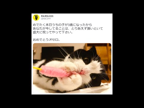 わいわい】4月5日は愛猫オセロの誕生日【オセロ】 - YouTube