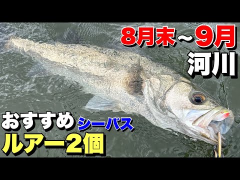 River Day Game] Highly recommended sea bass lures for day and
