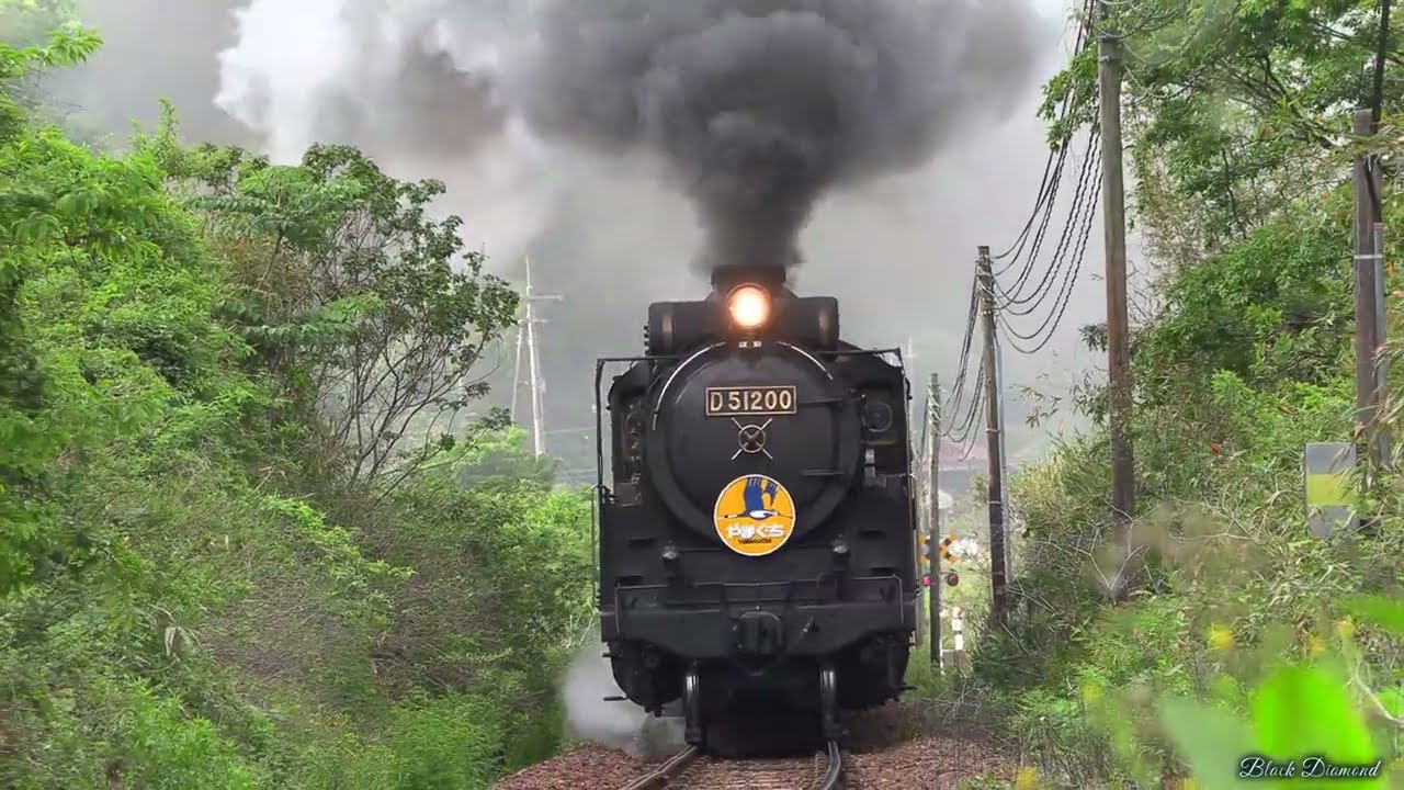 SLやまぐち号 D51200号機 2025.5.18 Japanese Steam Locomotive D51