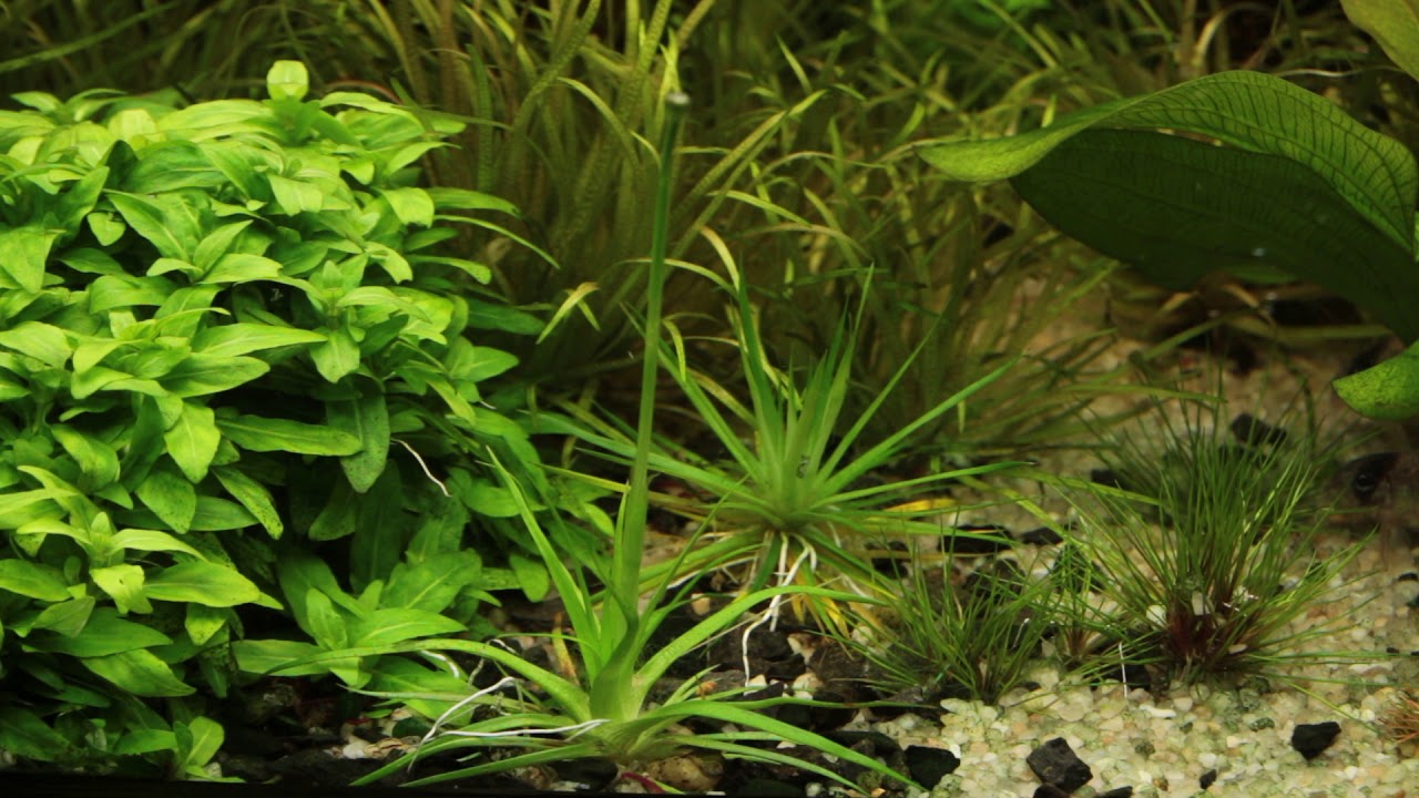 Eriocaulon parkeri, sp. 'Australia', sp. 'Amami Oshima' - YouTube